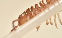 Polydesmus coriaceus