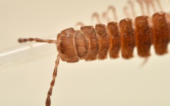 Polydesmus coriaceus