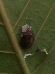 Antiteuchus tripterus