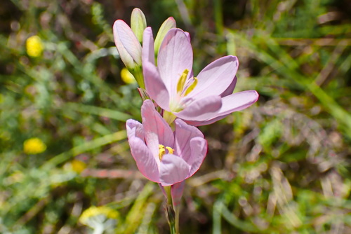 Image of Ixia orientalis by no rights reserved