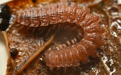 Polydesmus coriaceus