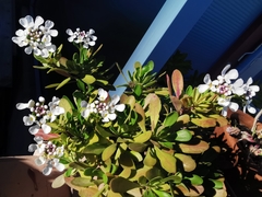 Iberis semperflorens