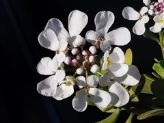 Iberis semperflorens