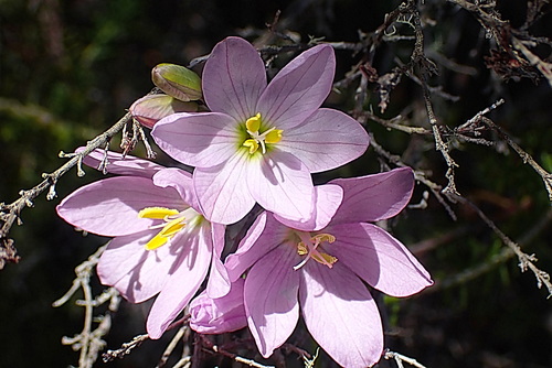 Image of Ixia orientalis by no rights reserved