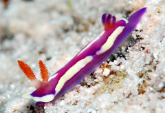 Mexichromis