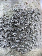 Pertusaria pertusa