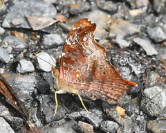 Hypanartia kefersteini