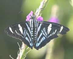 Jemadia hewitsonii
