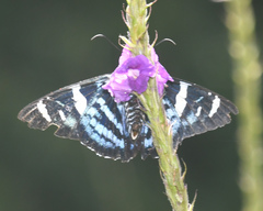 Jemadia hewitsonii