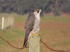 Falco peregrinus pealei
