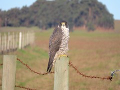 Falco peregrinus pealei