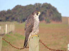 Falco peregrinus pealei