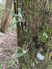 Encyclia tampensis