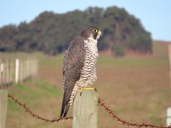 Falco peregrinus pealei