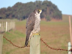 Falco peregrinus pealei
