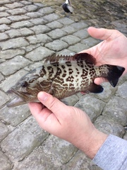 Mycteroperca microlepis