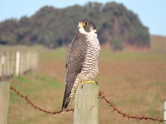 Falco peregrinus pealei