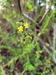 Jamesbrittenia micrantha