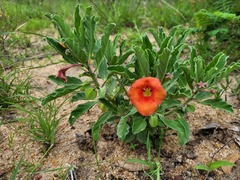 Pterodiscus cinnabarinus