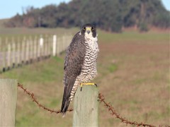 Falco peregrinus pealei