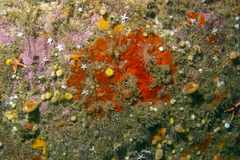Hymedesmia canadensis