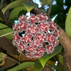 Hoya pubicalyx