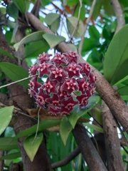 Hoya pubicalyx