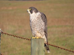 Falco peregrinus pealei