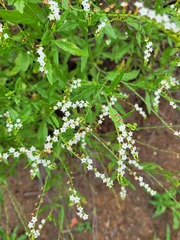 Heliotropium ciliatum