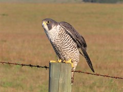 Falco peregrinus pealei