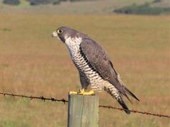 Falco peregrinus pealei