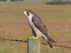 Falco peregrinus pealei