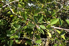 Rhamnus crenulata