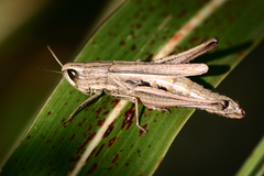 Amblytropidia australis