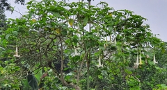 Brugmansia suaveolens
