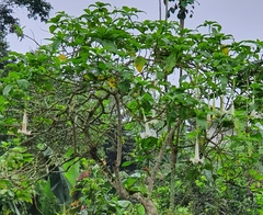 Brugmansia suaveolens