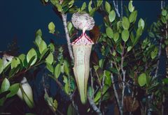 Nepenthes macfarlanei