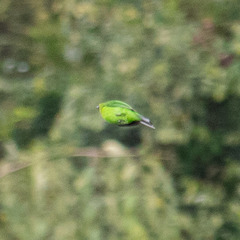 Chloropsis sonnerati