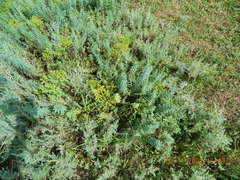 Euphorbia seguieriana