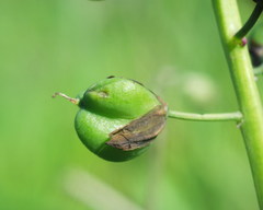 Bellevalia mauritanica