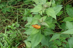 Pseudargynnis hegemone