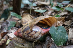 Archachatina marginata