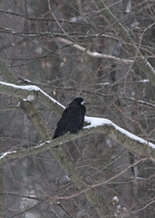 Corvus frugilegus