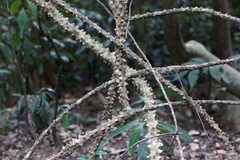 Zanthoxylum asiaticum
