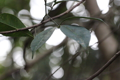Zanthoxylum asiaticum