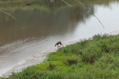 Tragelaphus spekii gratus