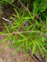 Iva angustifolia