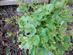 Claytonia perfoliata