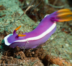 Hypselodoris variobranchia