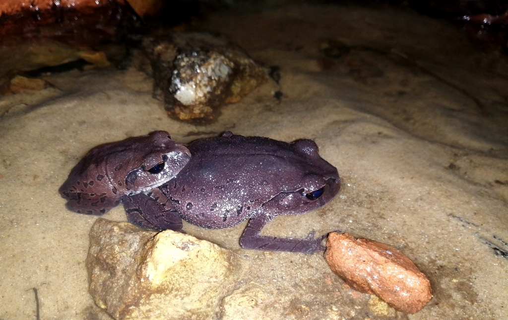 Leptobrachium sylheticum